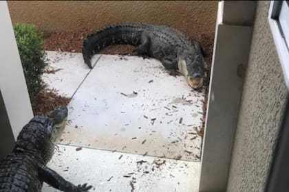 Los caimanes estuvieron peleando durante veinte minutos en la puerta de la casa de una vecina de Florida