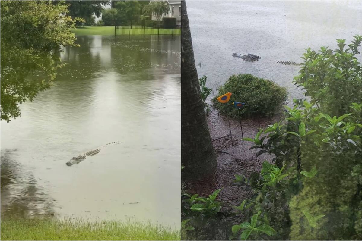 Los caimanes nadan en ciudades de Carolina del Sur inundadas tras el paso de Debby