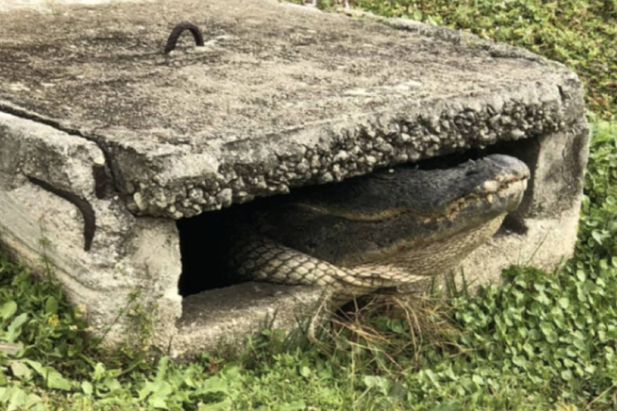 Los caimanes podrían habitar en las alcantarillas de una ciudad de EE.UU.