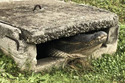 Los caimanes podrían habitar en las alcantarillas de una ciudad de EE.UU.