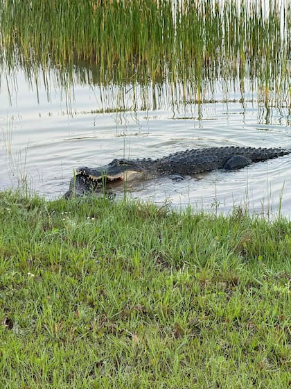 Los caimanes pueden vivir hasta más de 35 años en estado salvaje