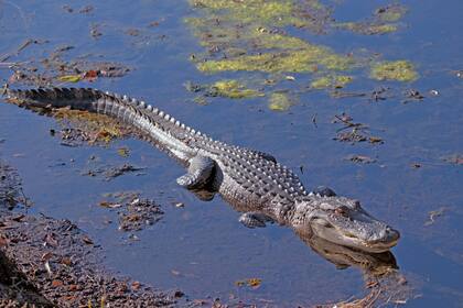 Los caimanes salen de sus hábitats naturales en busca de hembras; un hombre de EE.UU. encontró un ejemplar a la salida de su casa, en Florida