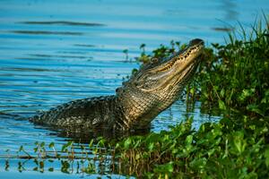 Los caimanes se encuentran más activos durante la temporada de apareamiento, que ocurre en la primavera y el verano