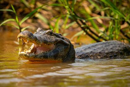Los caimanes son más activos durante las temperaturas cálidas, especialmente en primavera