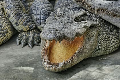 Los caimanes son populares en Florida