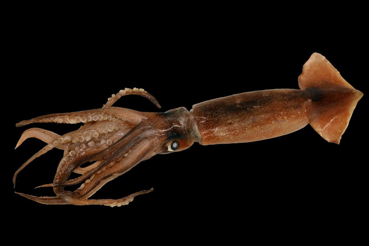 Los calamares tienen la capacidad de cambiar de color; un grupo de científicos usó el mismo concepto para crear una tela especial, que en vez de reflejar la luz visible puede reflejar la infrarroja, y así regular el paso de calor