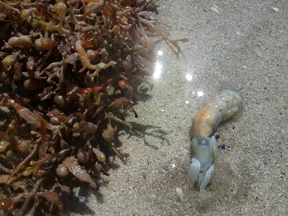 Los camarones fantasma son los creadores de los mini volcanes que se observan en la playa de Texas