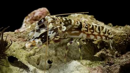 Los camarones son criaturas extremadamente ruidosas