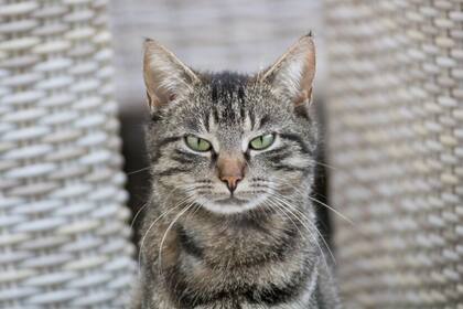 Los cambios de temperamento del gato pueden ser otro síntomas