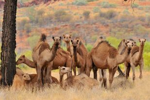Los camellos fueron traídos a Australia en el siglo XIX y desde entonces se han convertido en salvajes