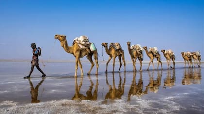Los camellos son usados para transportar bloques de sal extraídos de los lagos ricos en minerales de la Depresión de Danakil en Etiopía, donde las temperaturas pueden superar los 50°C