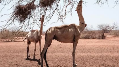 Los camellos soportan bien el calor hasta unos 40°C, principalmente permitiendo que su temperatura corporal fluctúe varios grados a lo largo del día, según expertos