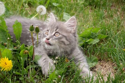 Los campos abiertos son un lugar que eligen los gatos para explorar