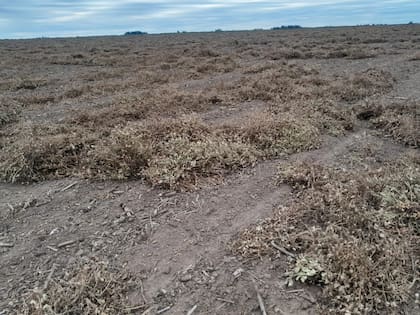 Los campos afectados están ubicados en el sur de Córdoba