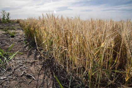 Los campos de Entre Ríos podrían verse beneficiados con las lluvias anunciadas