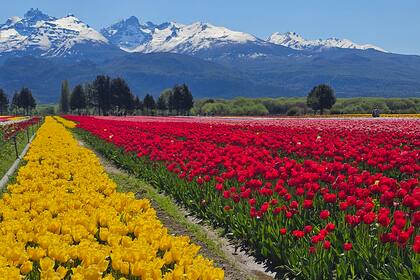Los campos de tulipanes en Trevelin
