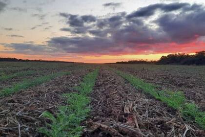 Los campos manejados por Cotella están ambientados