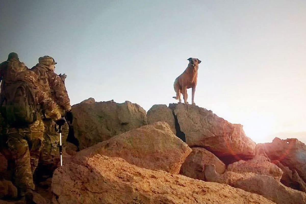 Los canes muertos en la guerra de Malvinas, hasta donde se sabe, fueron tres, todos del bando argentino. En la imagen: Cabo, el perro de montaña ascendido a sargento por el Ejército Argentino