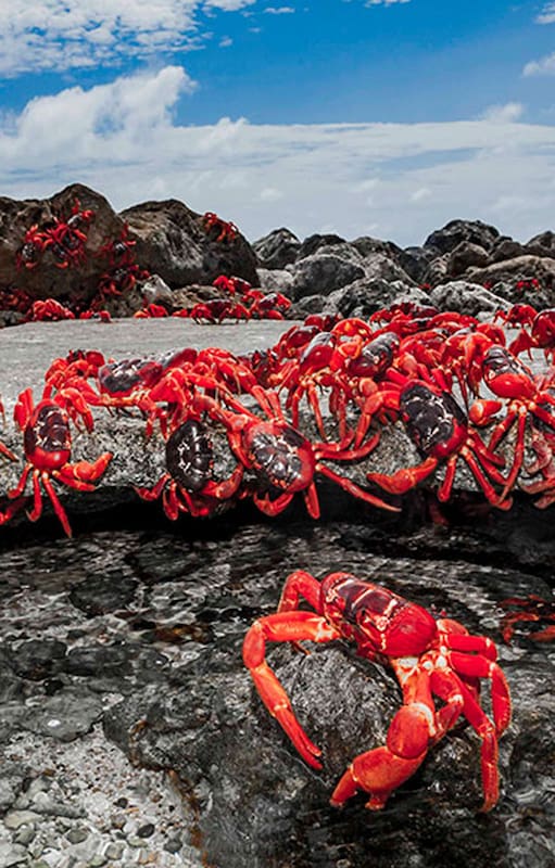 Los cangrejos, por toda la isla