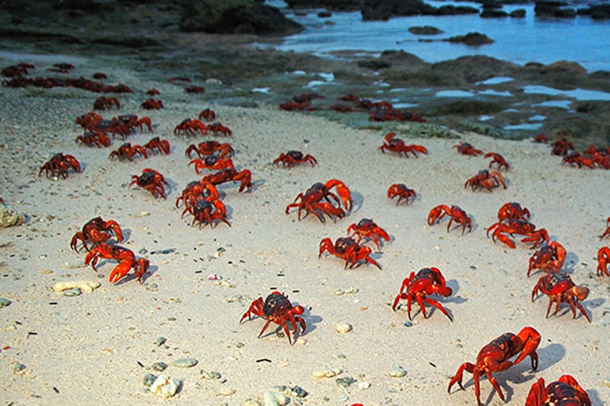 Los cangrejos, por toda la isla