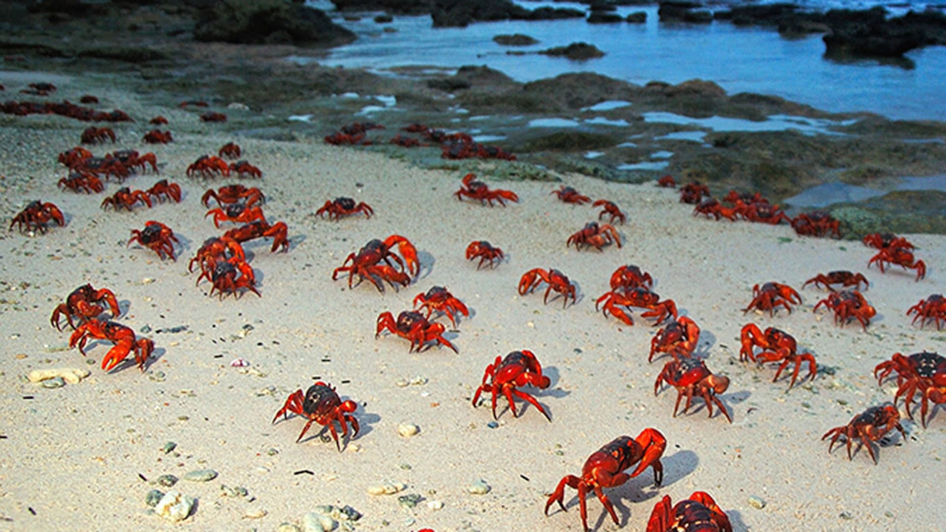 Los cangrejos, por toda la isla
