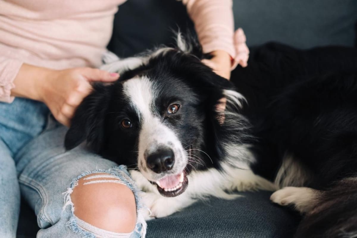 Los caninos pueden tener sentimientos por sus dueños (Foto: iStock)