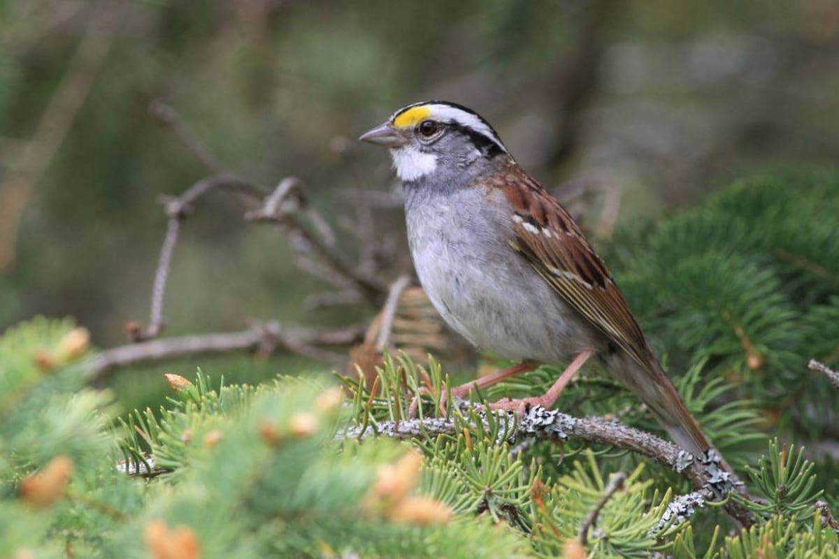 Los cantos de las aves no suelen variar tan fácilmente, pero un equipo de científicos canadienses ha registrado un caso único con ayuda ciudadana. En 20 años, los gorriones de garganta blanca han ‘viralizado’ una rara canción que termina con dos notas en lugar de la tradicional de tres, y que ha rec