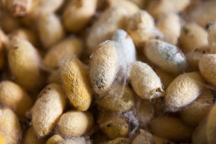 Los capullos de seda también se utilizan para hacer bijouterie.