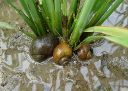 Los caracoles africanos gigantes pueden ser devastadores para la vegetación