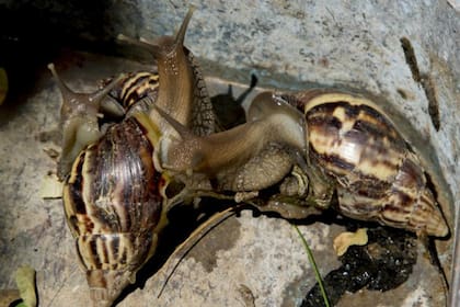 Los caracoles gigantes llegaron de África y en la isla se multiplicaron por no tener enemigos naturales