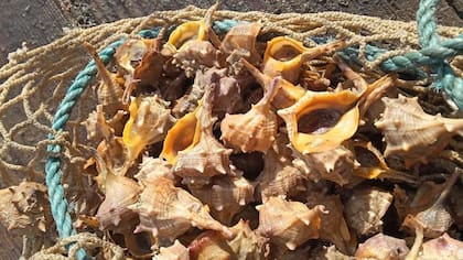Los caracoles Murex también pueden haber sido la fuente histórica del “tekhelet”, un color sagrado en la tradición judía mencionado en la Biblia hebrea