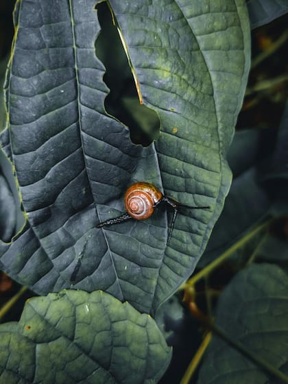 Los caracoles se reproducen en ambientes oscuros y con humedad. Pueden destruir plantas y huertos