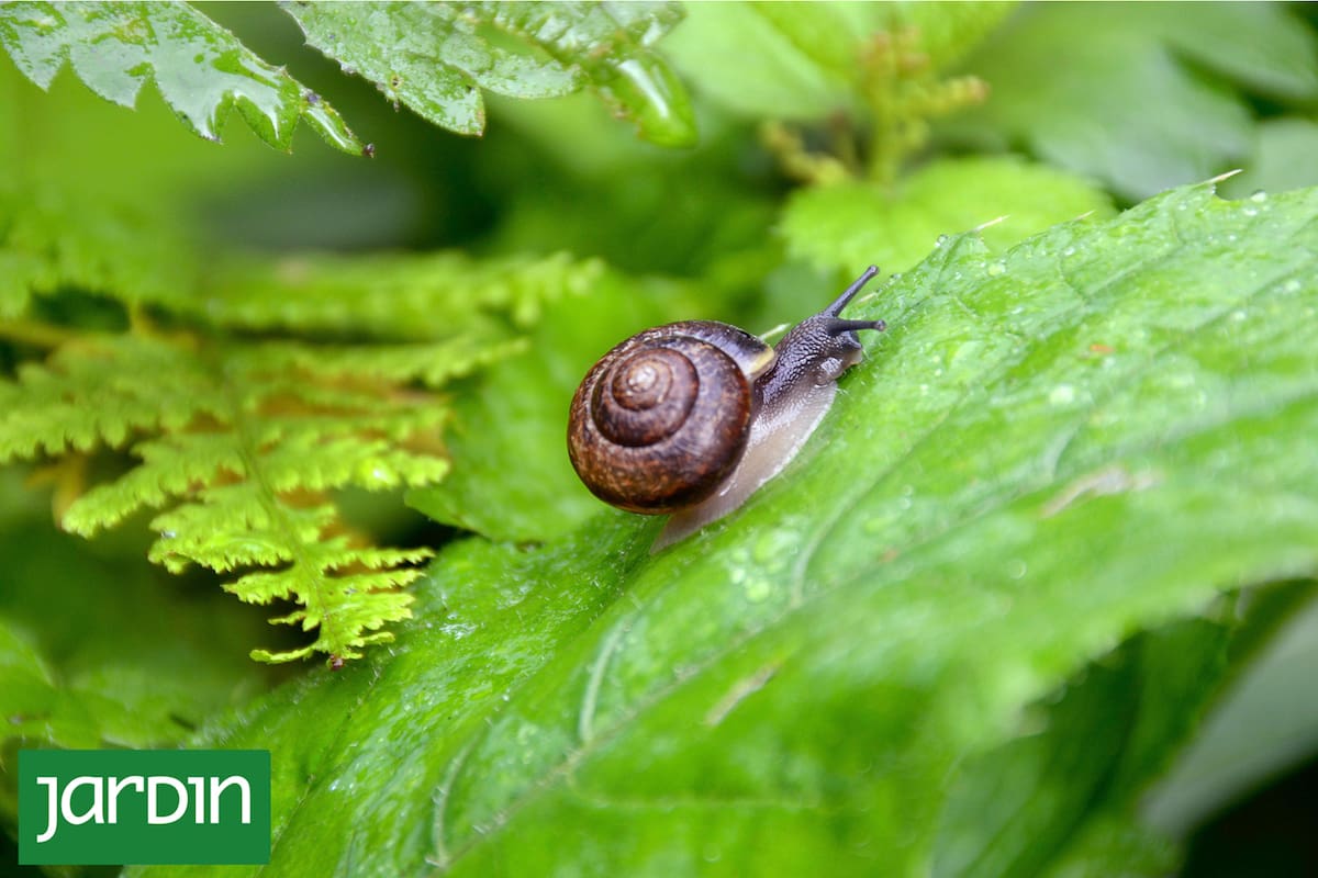 Los caracoles son capaces de comer entre el 30% y el 50% de su propio peso en una sola noche
