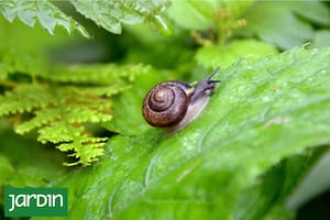 Los caracoles son capaces de comer entre el 30% y el 50% de su propio peso en una sola noche