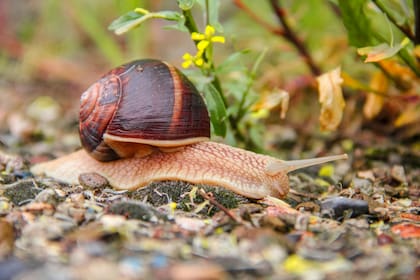 Los caracoles son un tipo de molusco que se alimentan de todo tipo de plantas