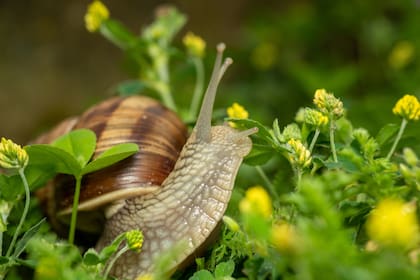 Los caracoles tienen un significado de protección y perseverancia para el hogar