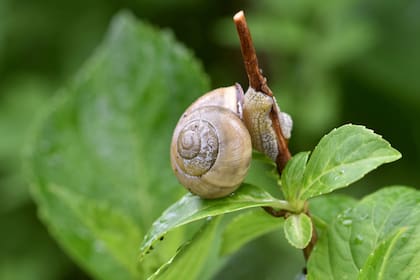 Los caracoles y babosas dañan las plantas realizando perforaciones irregulares en los bordes y centro de las hojas; atacan primero las hojas, yemas y brotes tiernos