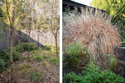 Los Carex divulsa y Pittosporum tobira ‘Nana’ aportan estructura durante el invierno (izq.). Tutores de hierro acompañan a las plantas que lo necesitan (der.)