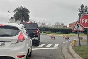 Los carpinchos cruzan la avenida troncal que une a los barrios de Nordelta y generan embotellamientos