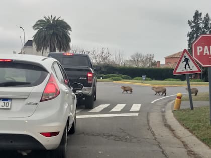 Los carpinchos cruzan la avenida troncal que une a los barrios de Nordelta y generan embotellamientos