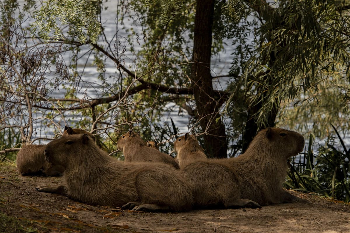 Los carpinchos del country, fotografiados por Anita Pouchard Serra, llegaron a la final de la competencia profesional de los Sony World Photography Awards