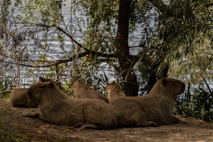 Los carpinchos del country, fotografiados por Anita Pouchard Serra, llegaron a la final de la competencia profesional de los Sony World Photography Awards