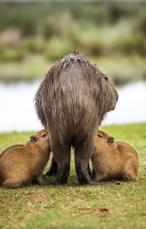 Los carpinchos, en familia.