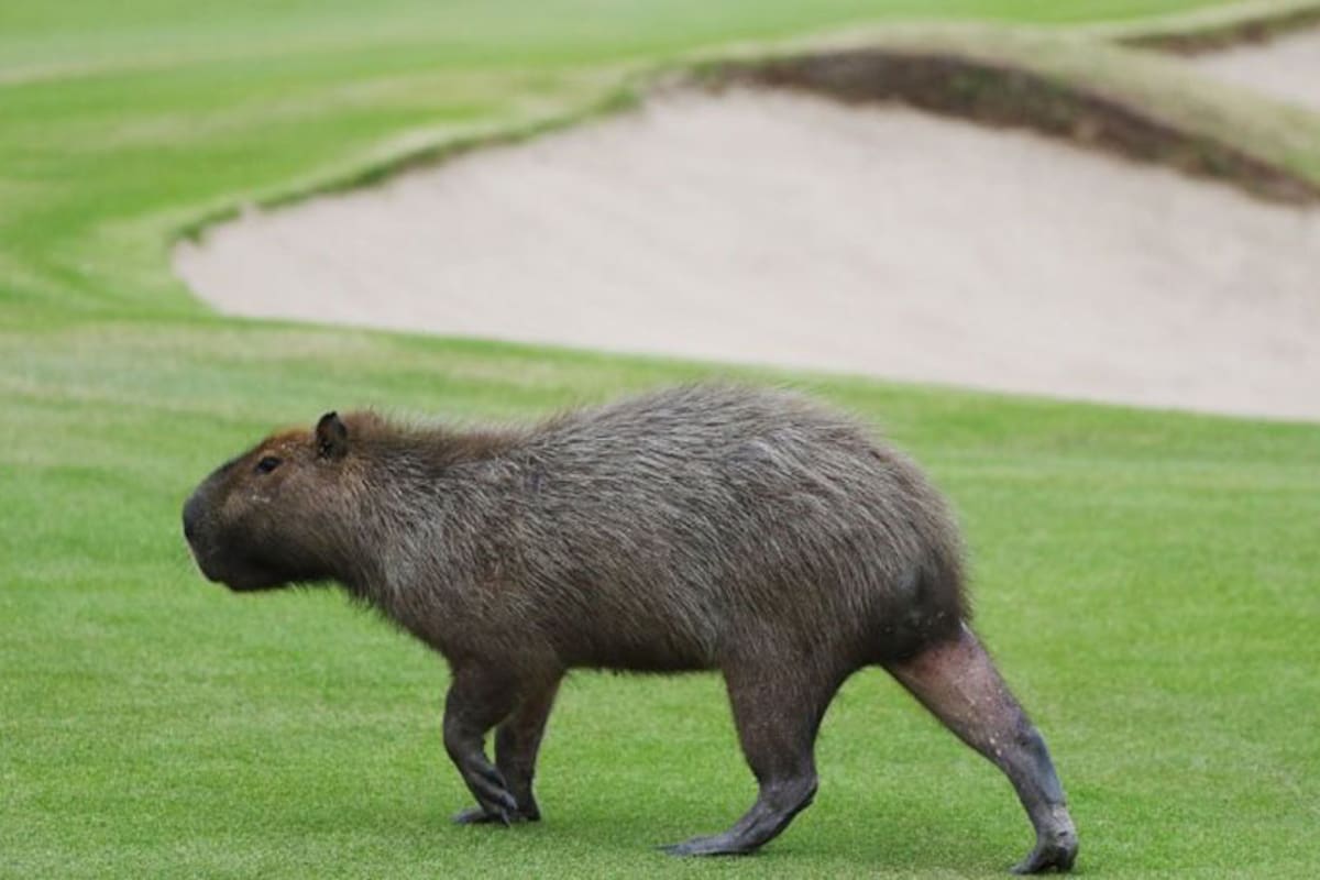 Los carpinchos en el campo de golf olímpico