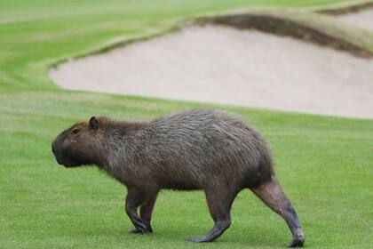 Los carpinchos en el campo de golf olímpico