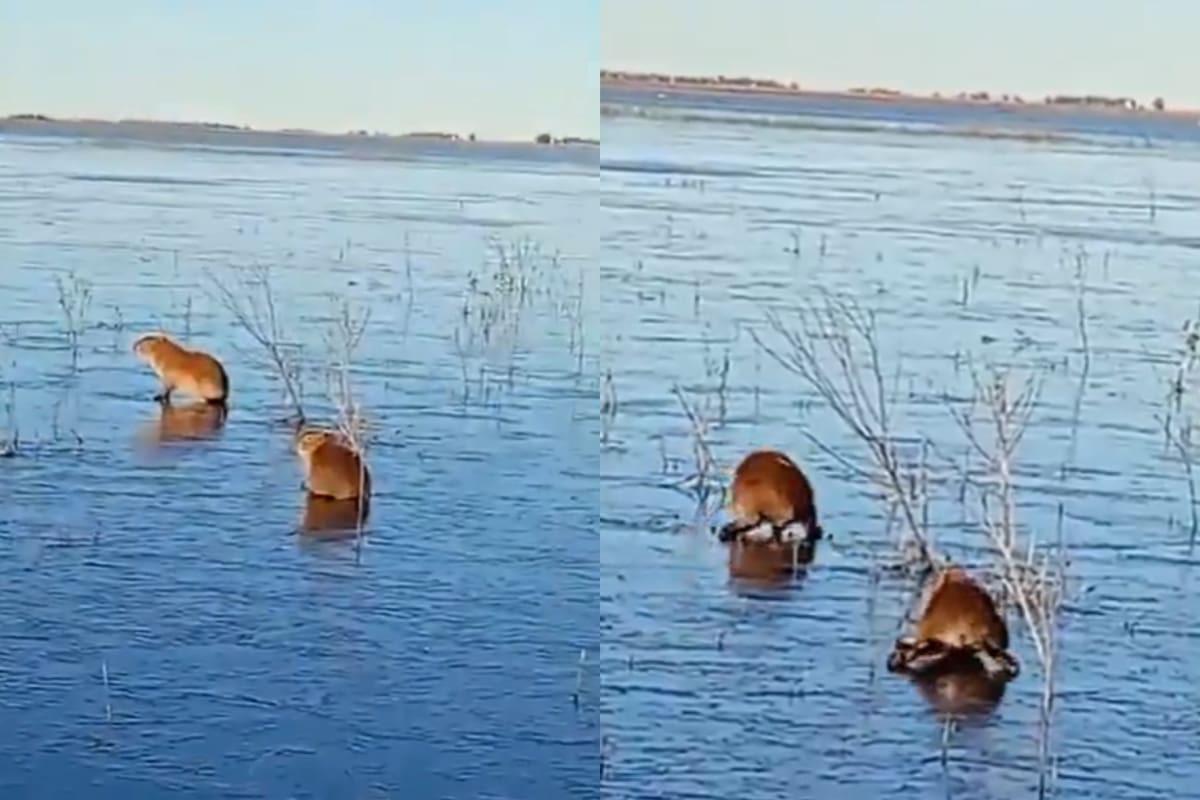 Los carpinchos que trataron de caminar sobre el agua congelada.