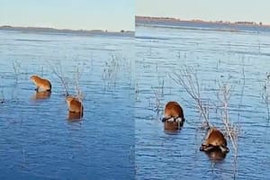 Se congelaron los Esteros del Iberá y los carpinchos aparecieron “patinando” sobre el hielo