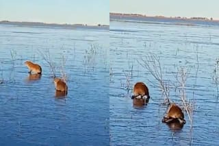 Se congelaron los Esteros del Iberá y los carpinchos aparecieron “patinando” sobre el hielo