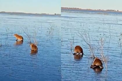 Los carpinchos que trataron de caminar sobre el agua congelada.