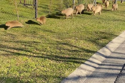 Los carpinchos se mueven en manada por Nordelta
